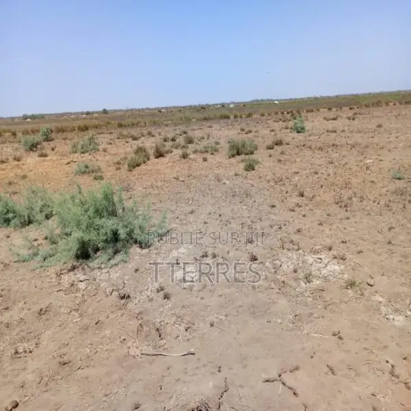 Location Terrain Agricole De 1 Hectare Vers Diama – Saint-Louis