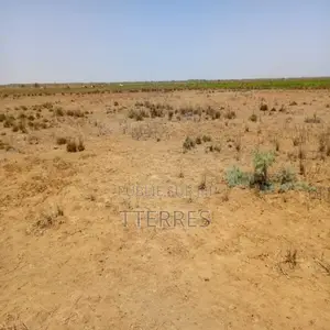 Location Terrain Agricole De 1 Hectare Vers Diama – Saint-Louis