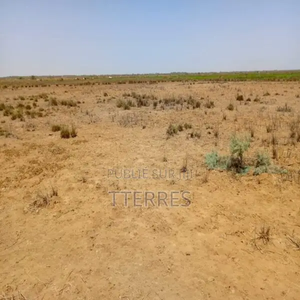 Location Terrain Agricole De 1 Hectare Vers Diama – Saint-Louis