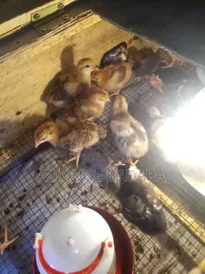 J'ai Des Poussins Goliath Déjà Démarrés, Ils Ont Plus De 2 Semaines