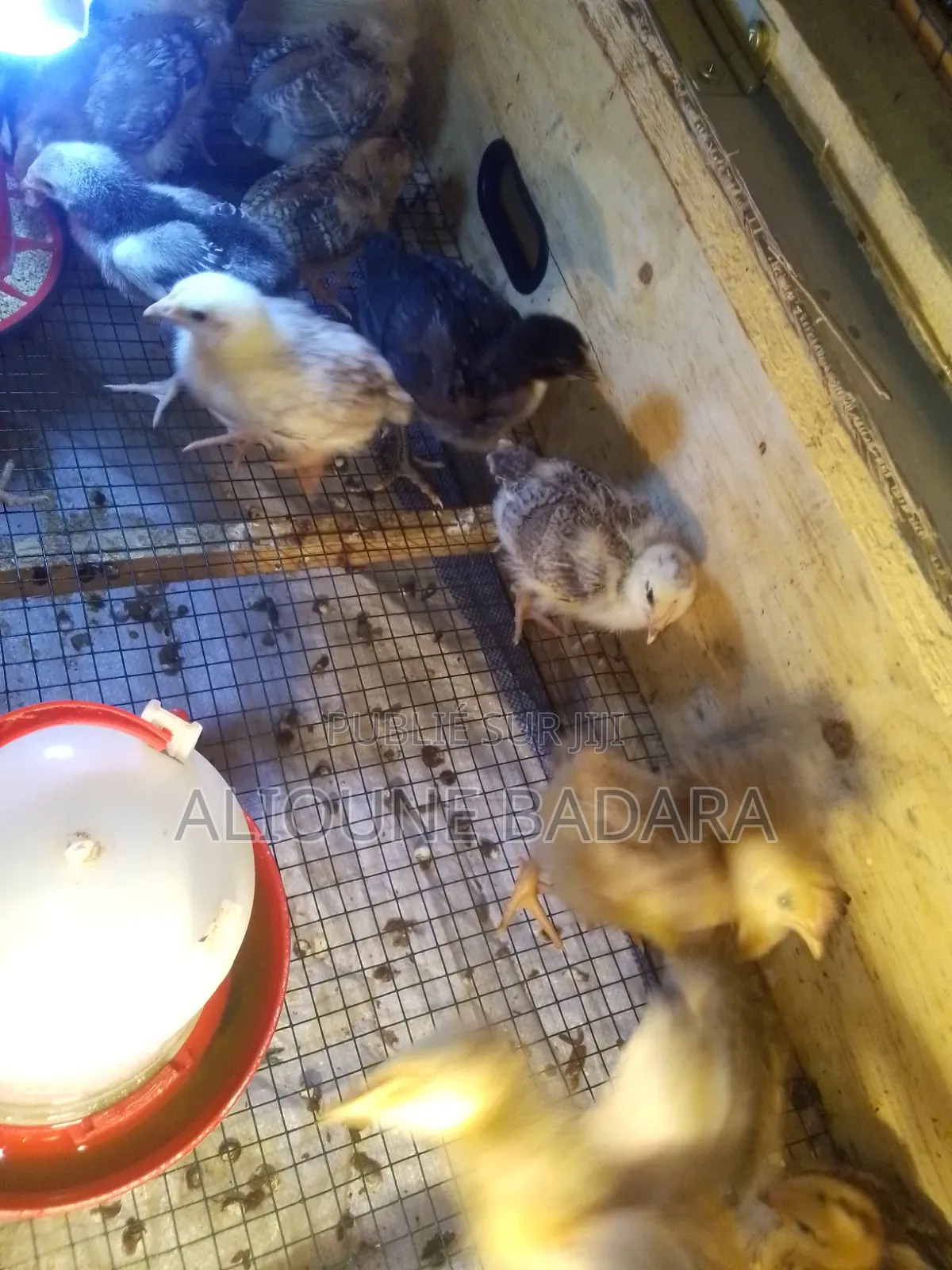 J'ai Des Poussins Goliath Déjà Démarrés, Ils Ont Plus De 2 Semaines