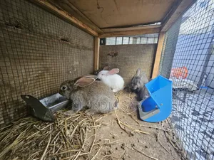 Vente d'Animaux