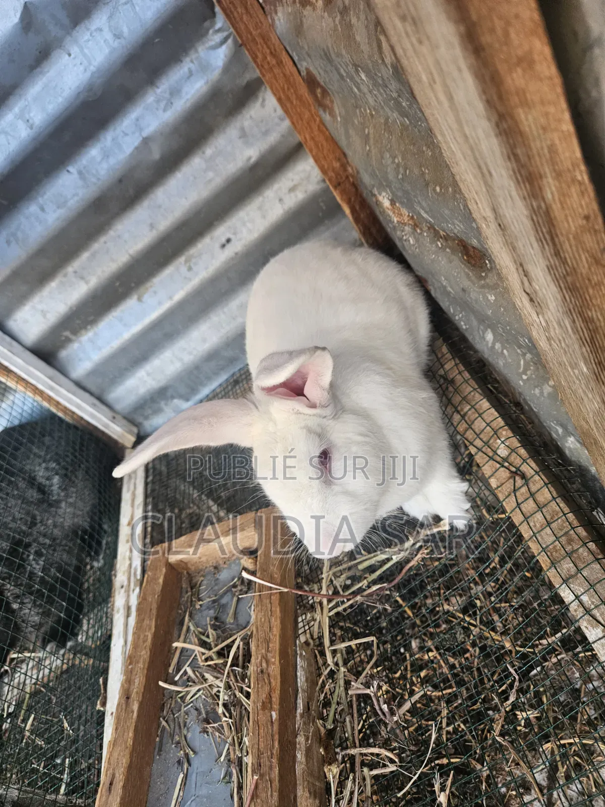 Lapins À Vendre