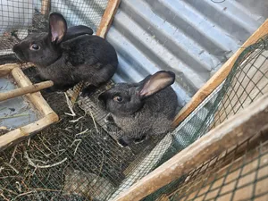 Lapins À Vendre