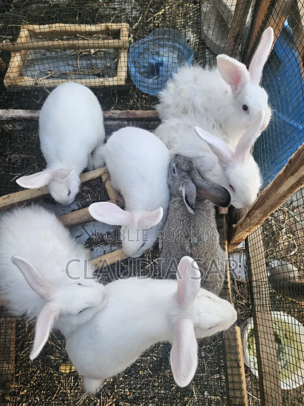Lapins À Vendre