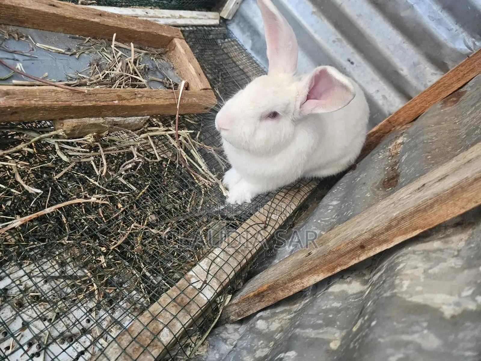 Lapins À Vendre