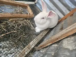 Lapins À Vendre
