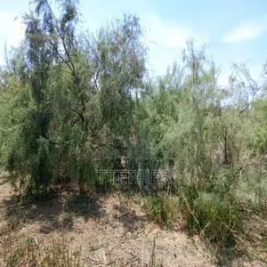 Terrain Agricole 4,29 Ha Stratégiques Vers Diama – Saint-Louis