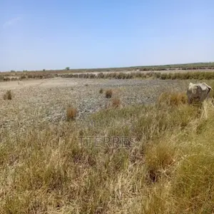 Terrain Agricole De 2,13 Hectares Vers Diama – Saint-Louis