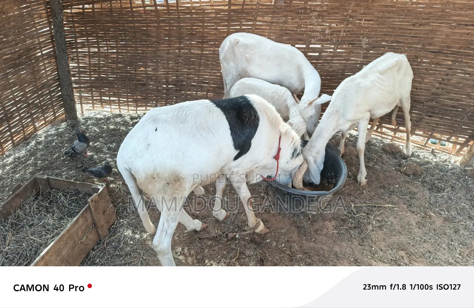Je Vende Un Mouton Ladoum