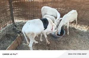 Je Vende Un Mouton Ladoum
