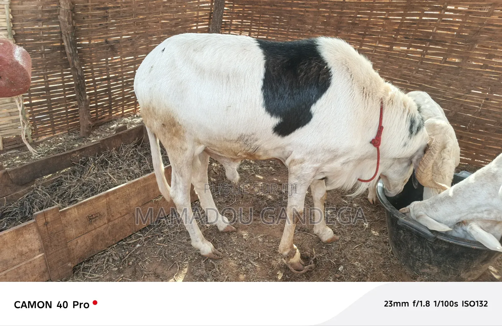 Je Vende Un Mouton Ladoum
