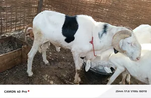 Je Vende Un Mouton Ladoum