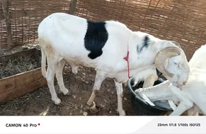 Je Vende Un Mouton Ladoum