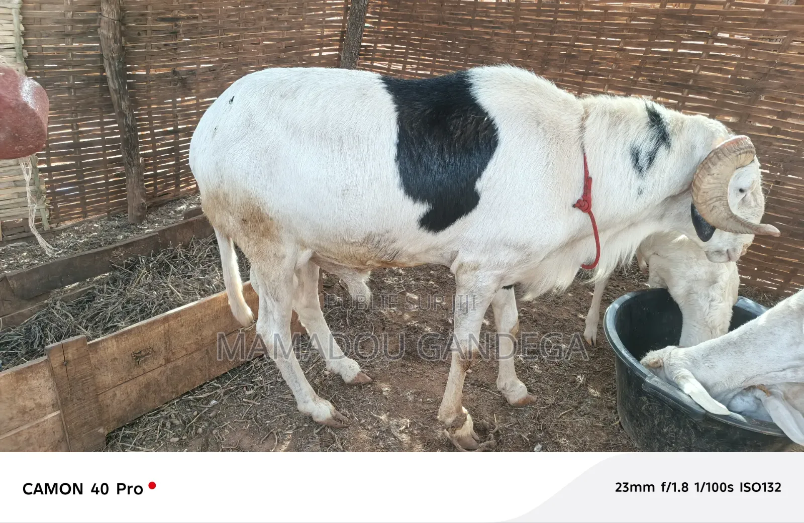 Je Vende Un Mouton Ladoum
