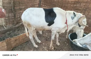 Je Vende Un Mouton Ladoum