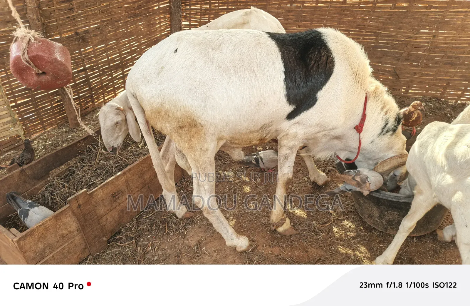 Je Vende Un Mouton Ladoum
