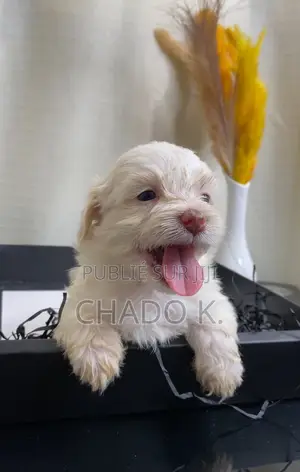 1-3 mois Femme Pure race Bichon Frise