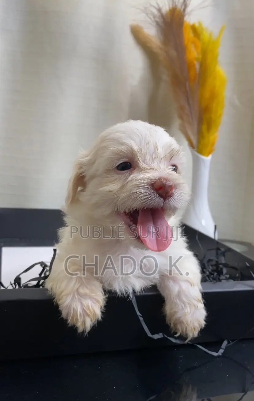 1-3 mois Femme Pure race Bichon Frise