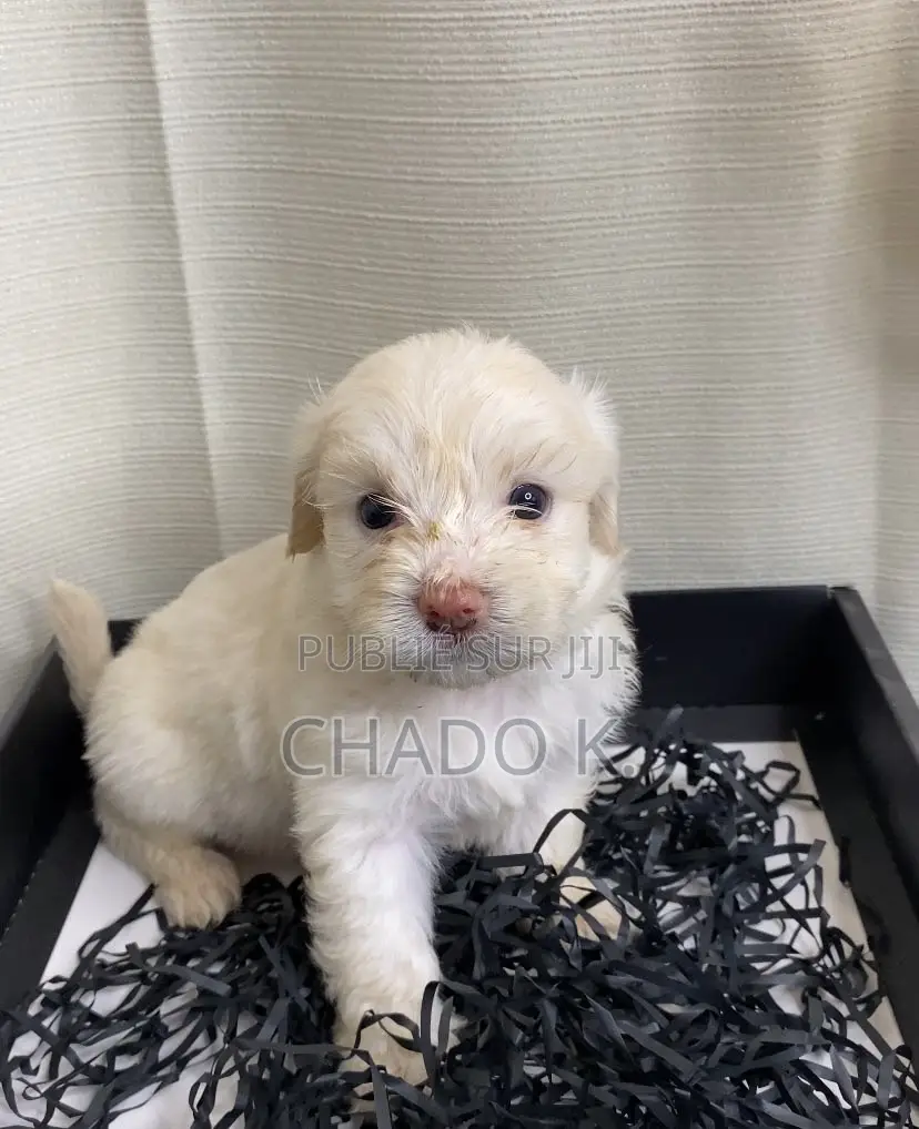 1-3 mois Femme Pure race Bichon Frise