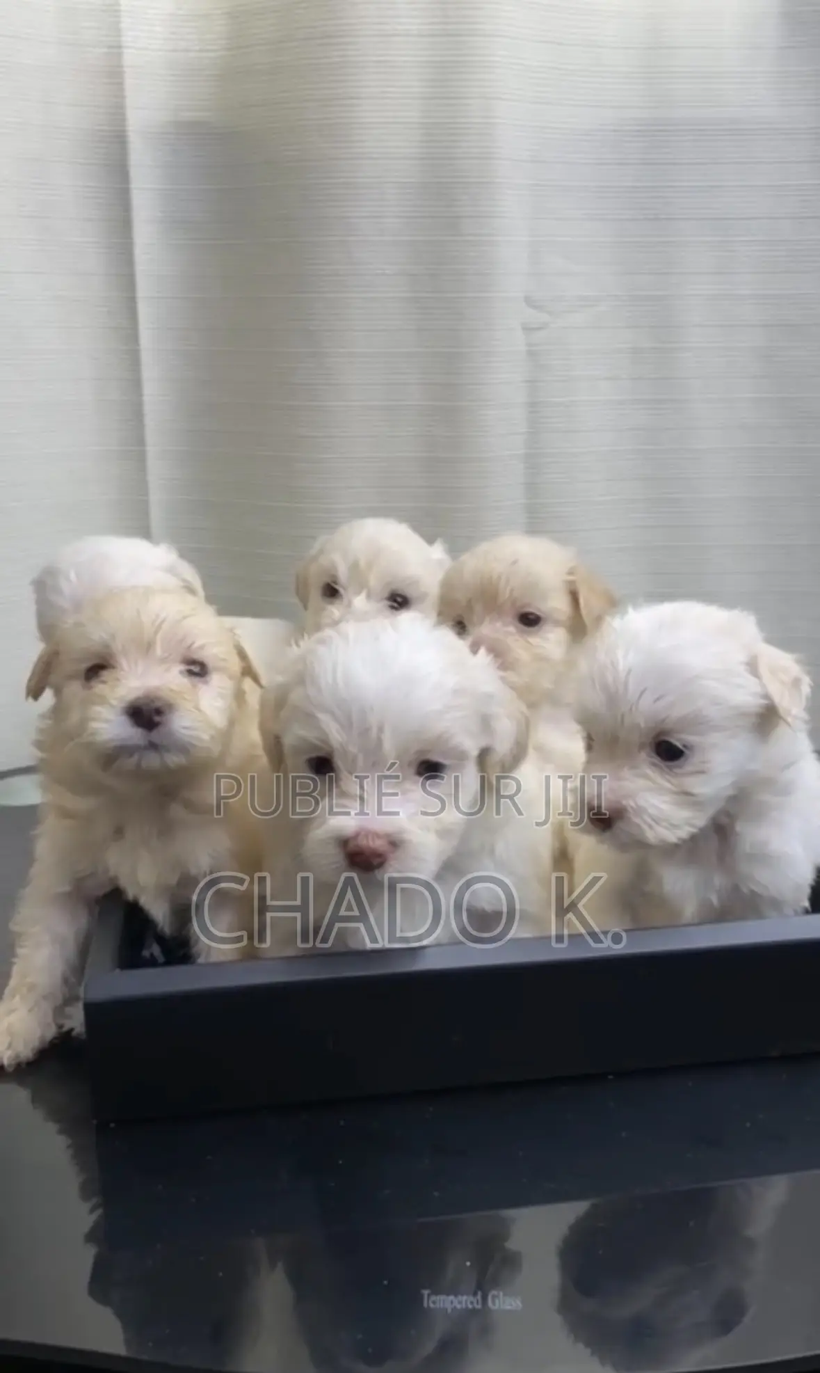 1-3 mois Femme Pure race Bichon Frise