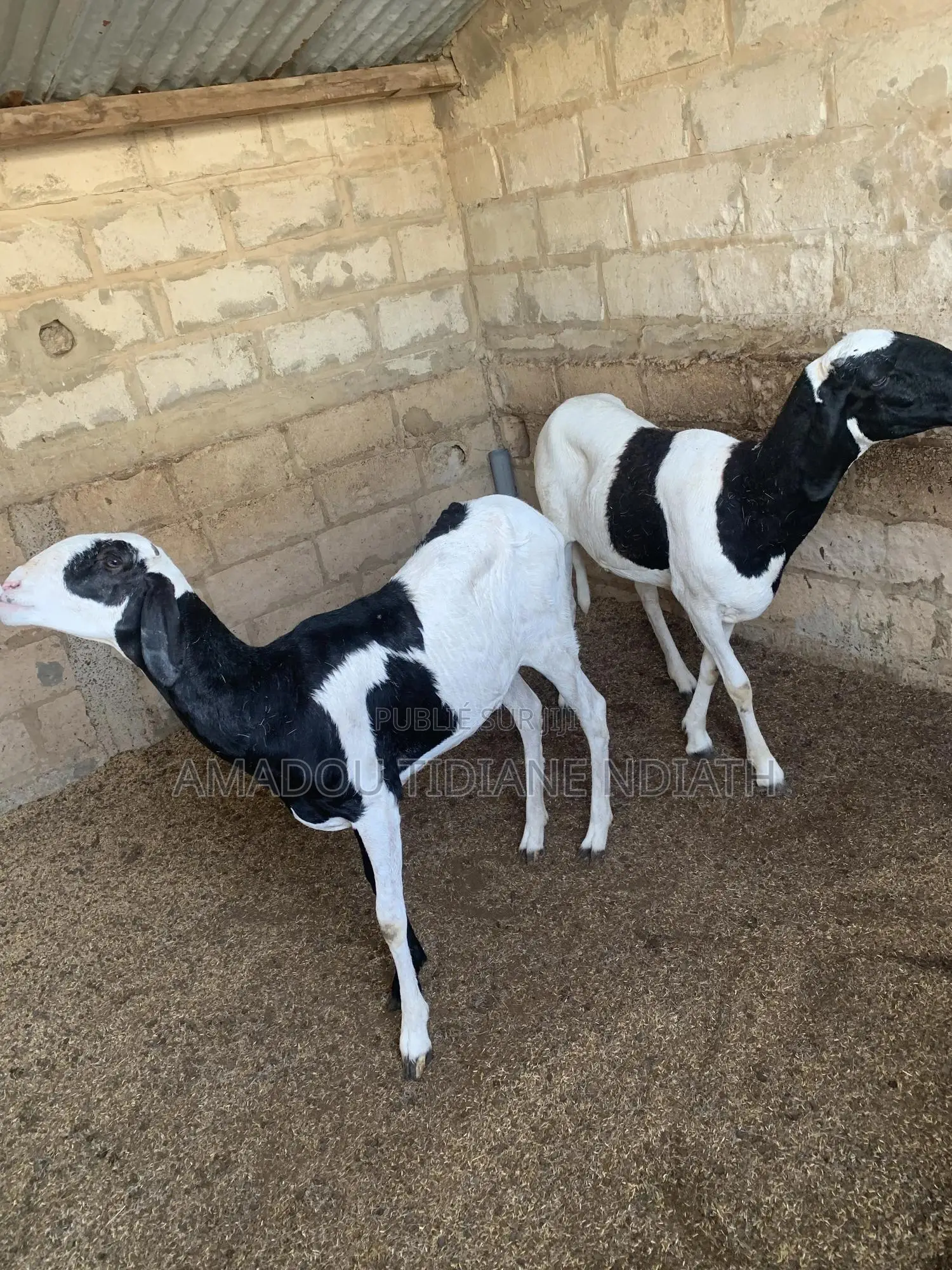 Mouton Ladoum
