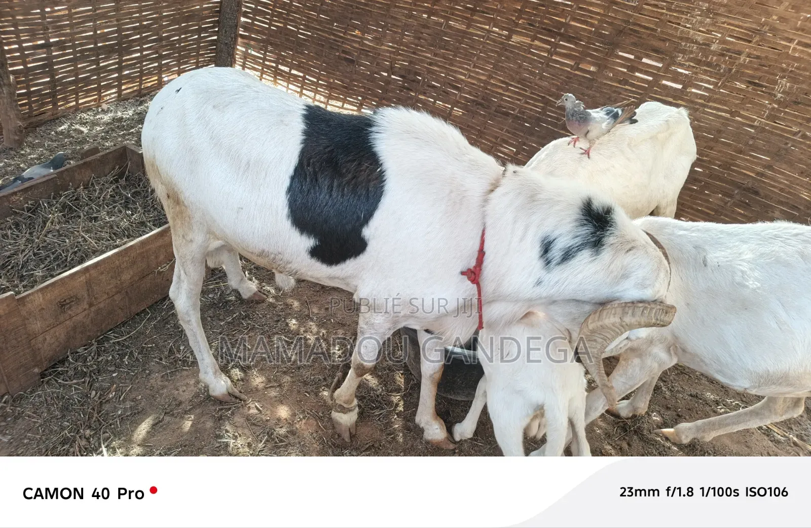 Mouton Ladoum