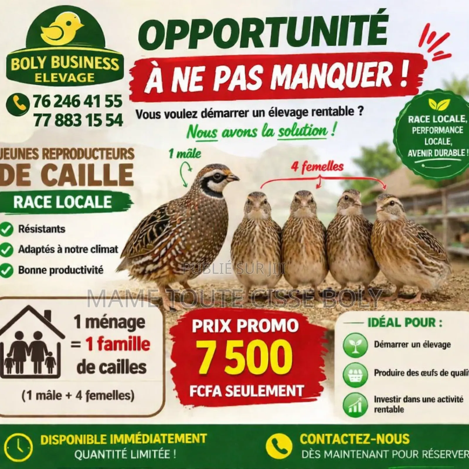 Caille Préponte
