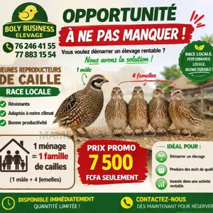 Caille Préponte