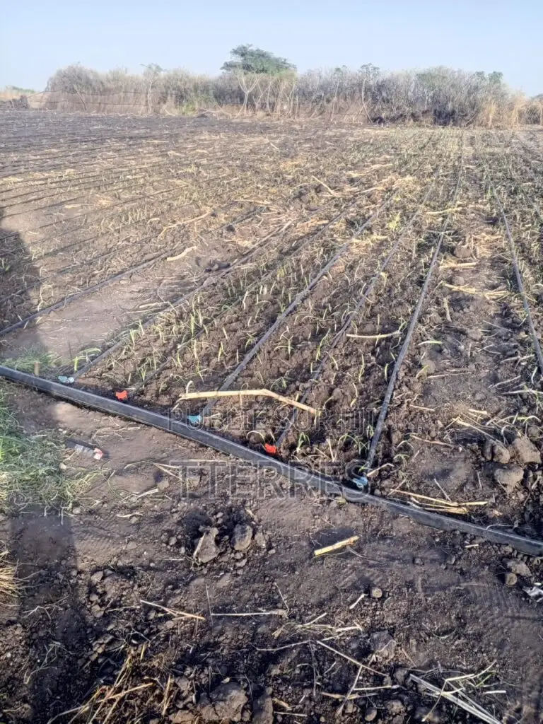 Verger De 6.590 M2 Vers Sésséne