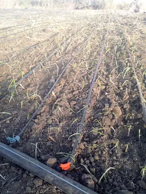 Verger De 6.590 M2 Vers Sésséne