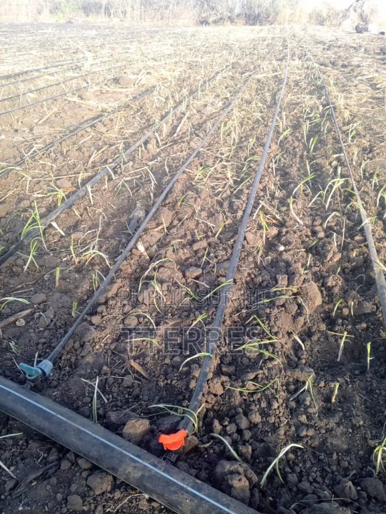 Verger De 6.590 M2 Vers Sésséne