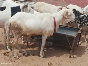 Mouton Kharaou Yaarr Pour Tabaski Ou Toudou