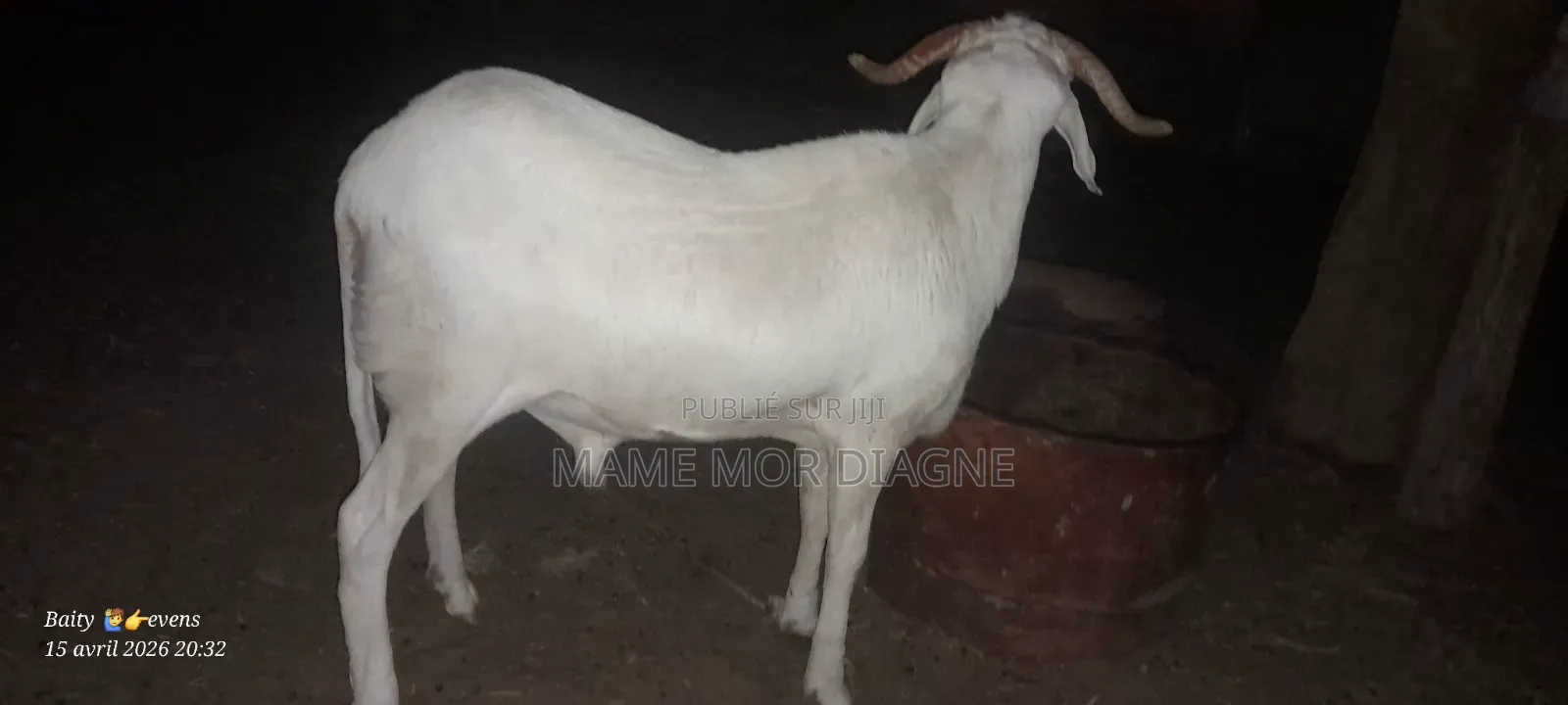 Mouton Tabaski