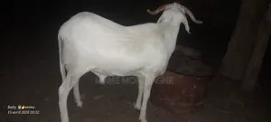 Mouton Tabaski