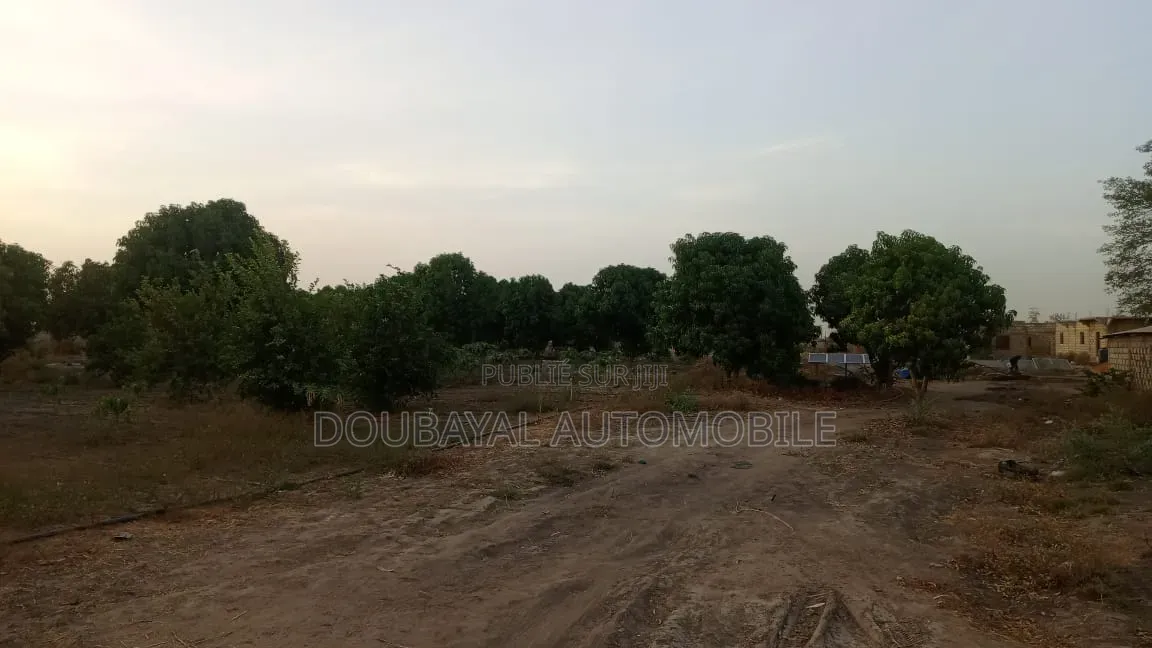 3 Hectares Clôturé À Après Fandan Mbour Pas Lion Rond-Point À Pé