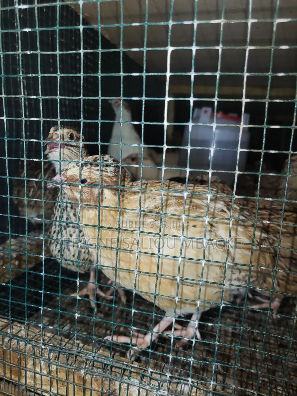 Touba Baol Aviculture