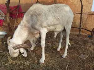 Vente Moutons