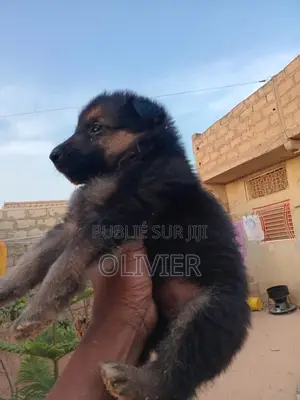 1-3 mois Homme Race mixte German Shepherd