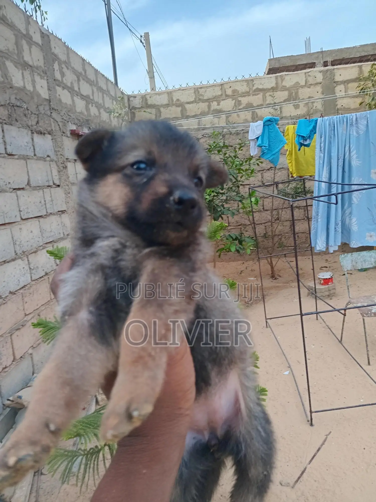 1-3 mois Homme Race mixte German Shepherd