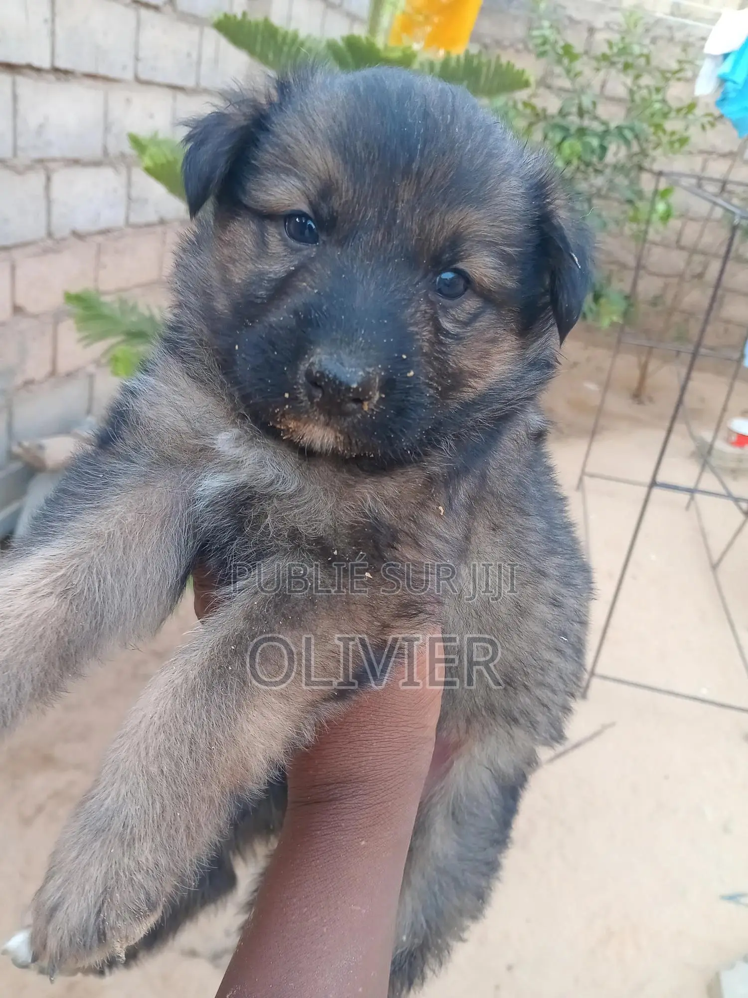 1-3 mois Homme Race mixte German Shepherd