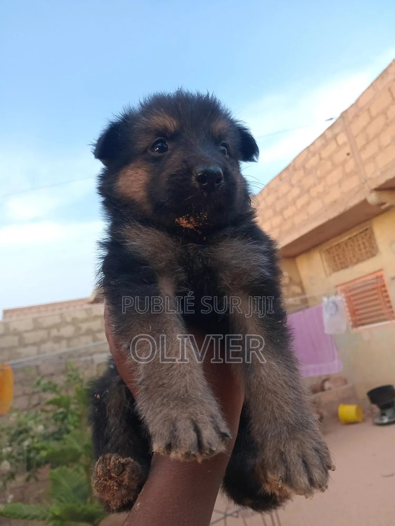 1-3 mois Homme Race mixte German Shepherd