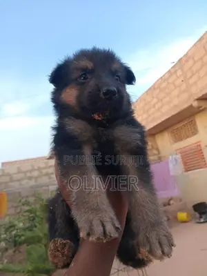 1-3 mois Homme Race mixte German Shepherd