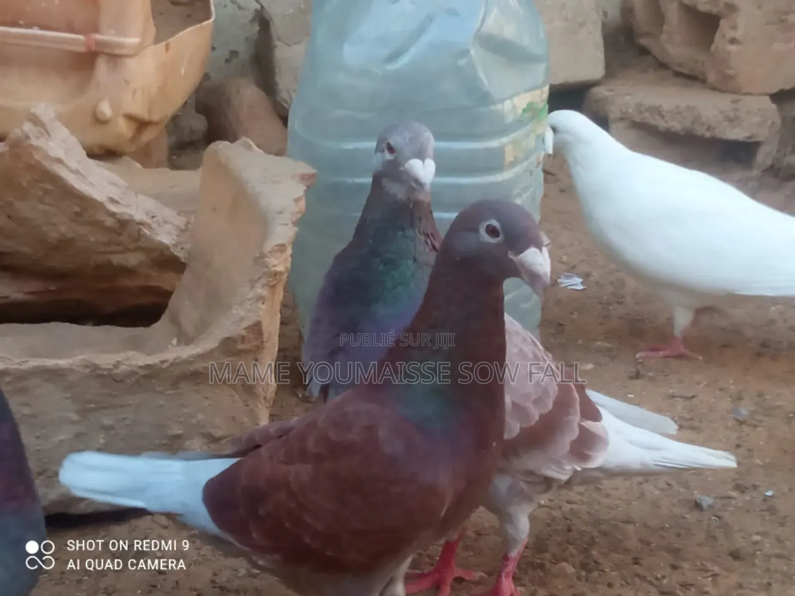 Pigeon a Vendre