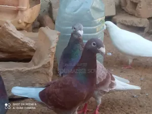 Pigeon a Vendre