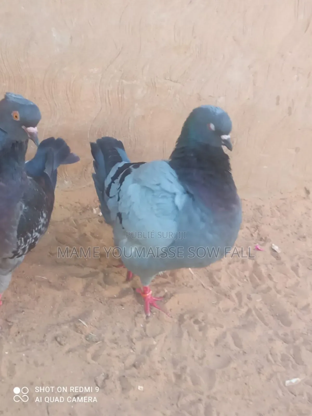 Pigeon a Vendre