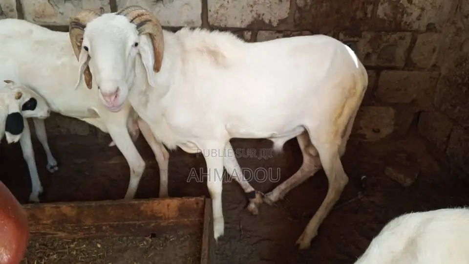 Mouton ( Ladoum )