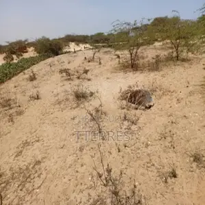Terrain Agricole De 5 Hectares Vers Kab Gaye – Louga