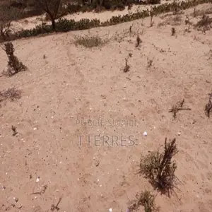 Terrain Agricole De 3 Hectares Vers Kab Gaye – Louga