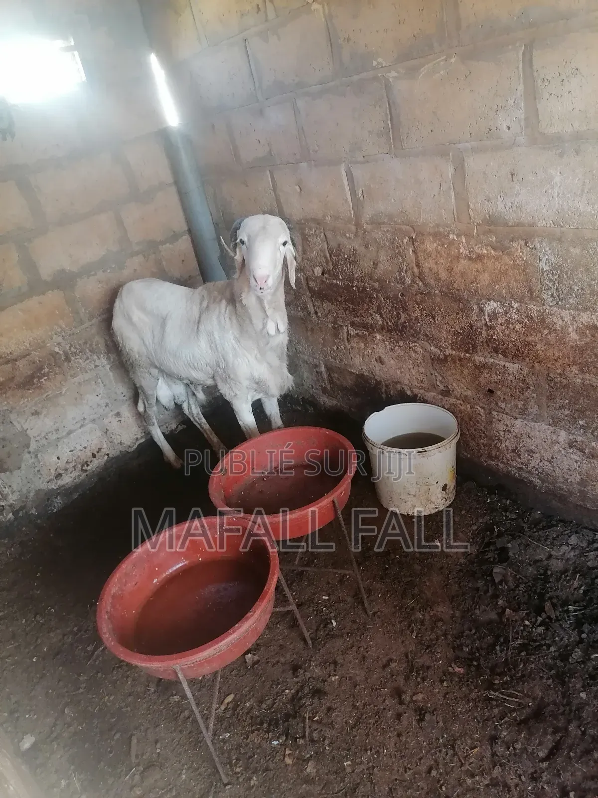 Mouton À Vendre Ladoum
